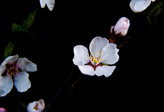 野生小樱花