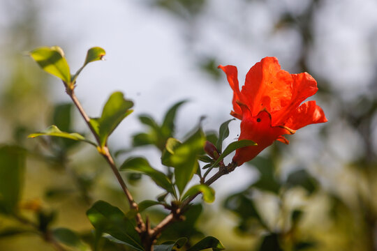 石榴花