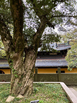 普陀山法雨寺