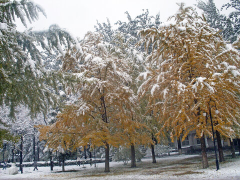 北京理工大学校园雪景