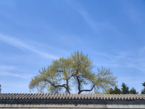 院墙树和蓝天