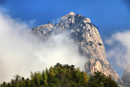 黄山雪松