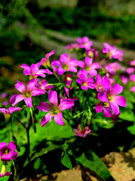 紫叶酢浆草花丛