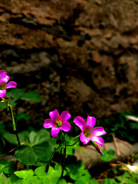 紫叶酢浆草花卉