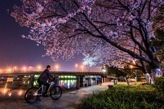 义乌江滨樱花夜景风光