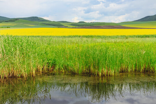 田野湿地蒲棒草