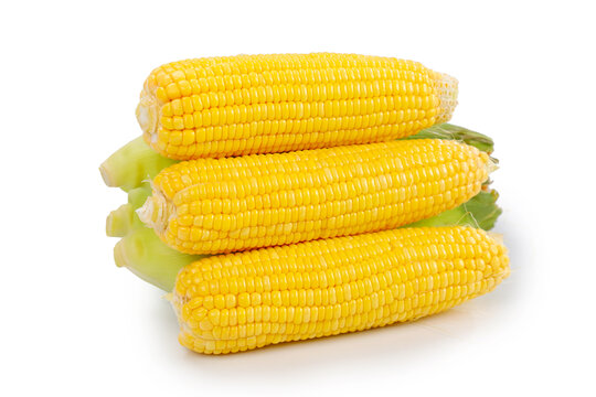 黄玉米白底图