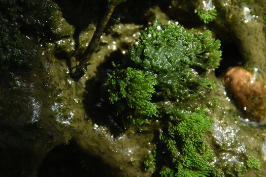 假山苔藓