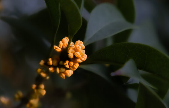 黄桂花