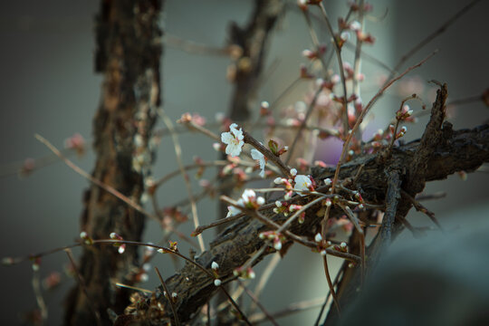 樱桃花