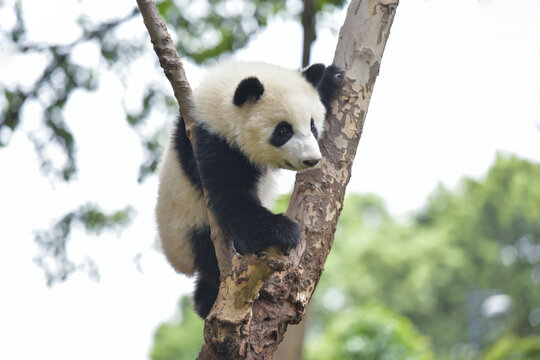 熊猫上树