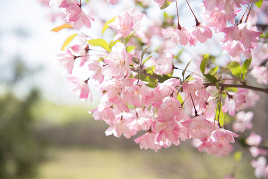 盛开的粉色海棠花
