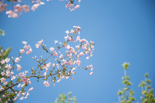 蓝天下盛开的粉色海棠花