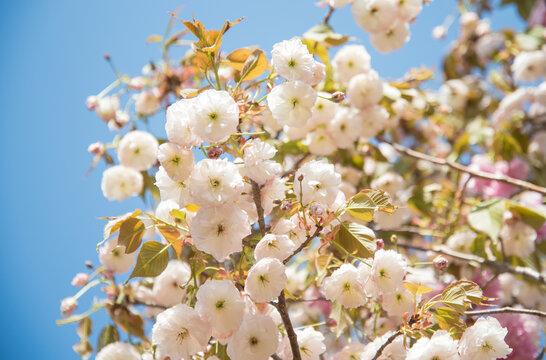 盛开的白色松月樱花
