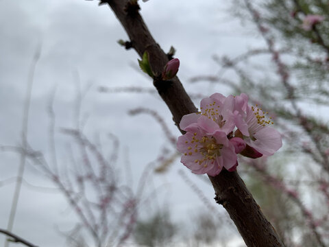 桃花枝