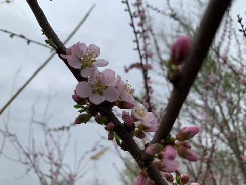 桃花特写