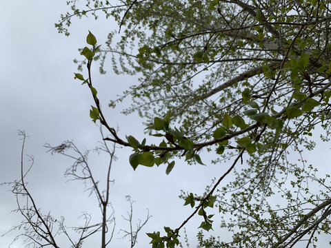 春雨仰拍绿植