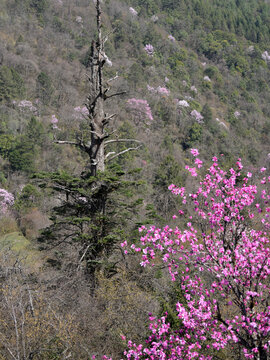 美姑县大风顶古树与鲜花