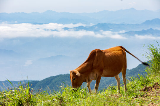 高山草原云海黄牛吃草