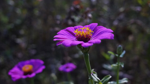 百日菊