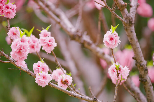 樱花