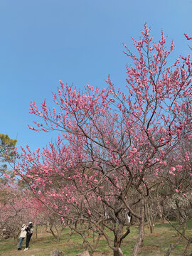 梅花