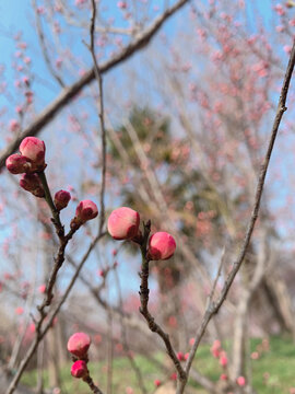 梅花