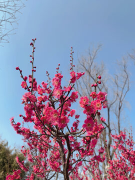梅花