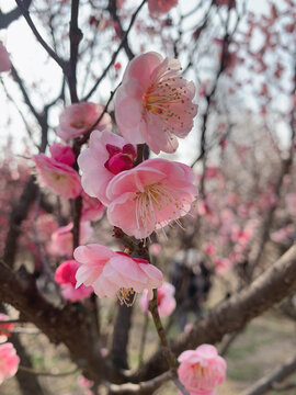 梅花