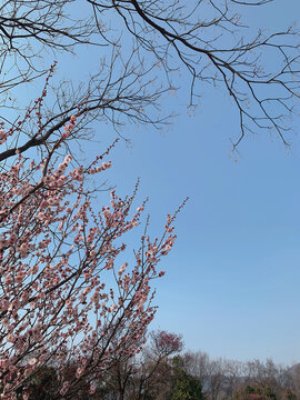 梅花
