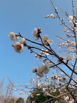 梅花