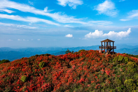 江西萍乡广寒寨景区杜鹃花