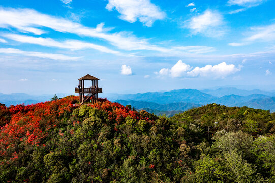 江西萍乡广寒寨景区杜鹃花