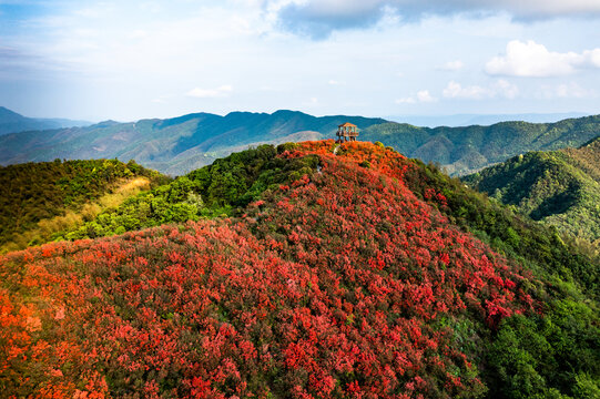 江西萍乡广寒寨景区杜鹃花