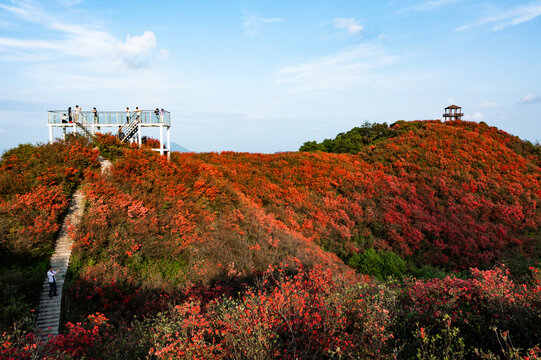 江西萍乡广寒寨景区杜鹃花