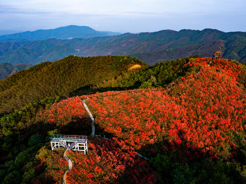 江西萍乡广寒寨景区杜鹃花