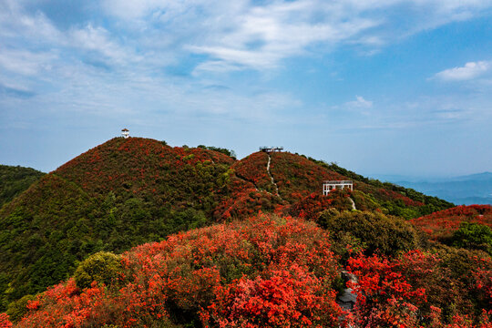 江西萍乡广寒寨景区杜鹃花