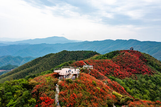 江西萍乡广寒寨景区杜鹃花