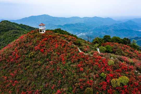 江西萍乡广寒寨景区杜鹃花