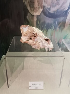 旧石器时代最后鬣狗头骨化石