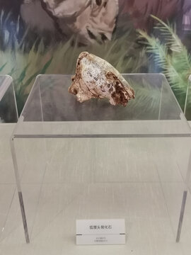 旧石器时代狐狸头骨化石