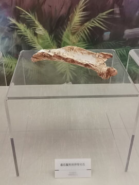 旧石器时代最后鬣狗肩胛骨化石
