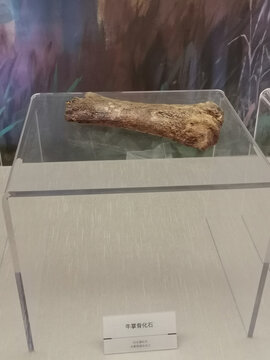 旧石器时代牛掌骨化石