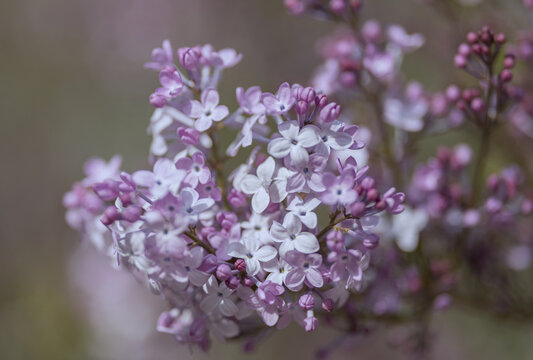 丁香花