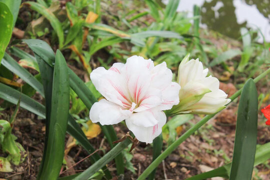 白色的小野花