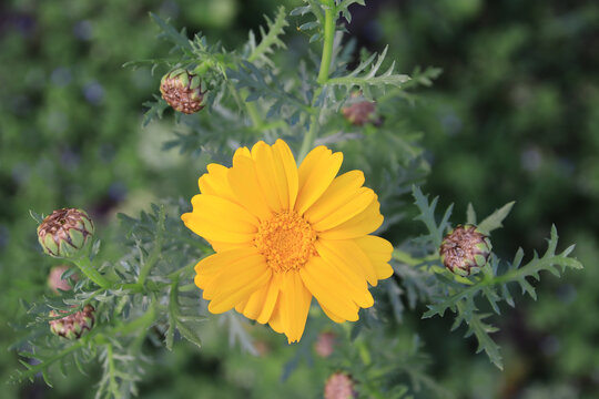 金鸡菊