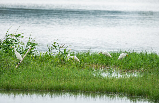 白鹭飞湿地鸟