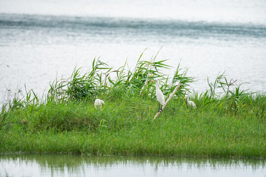 白鹭飞湿地鸟