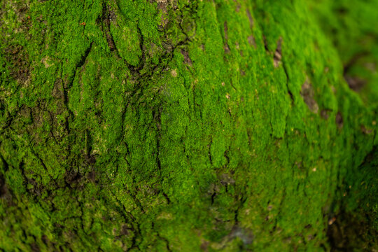 森林里树干的苔藓