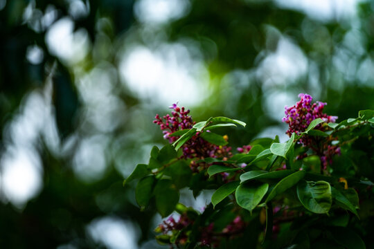 水果杨桃开花